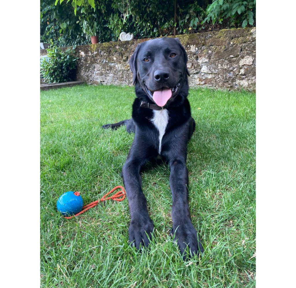 Troy hond van de familie Nassy